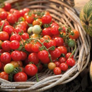 Tomato 'Tumbling Tom Red' - Seeds